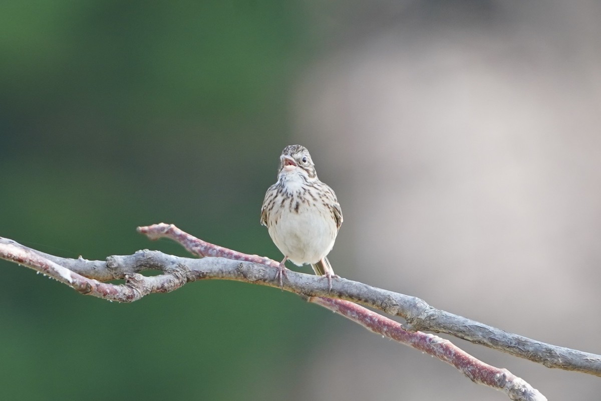 Vesper Sparrow - ML633582065