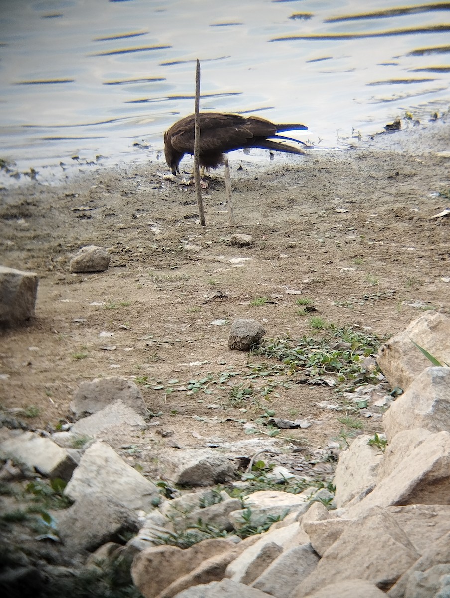 Black Kite - ML633582111
