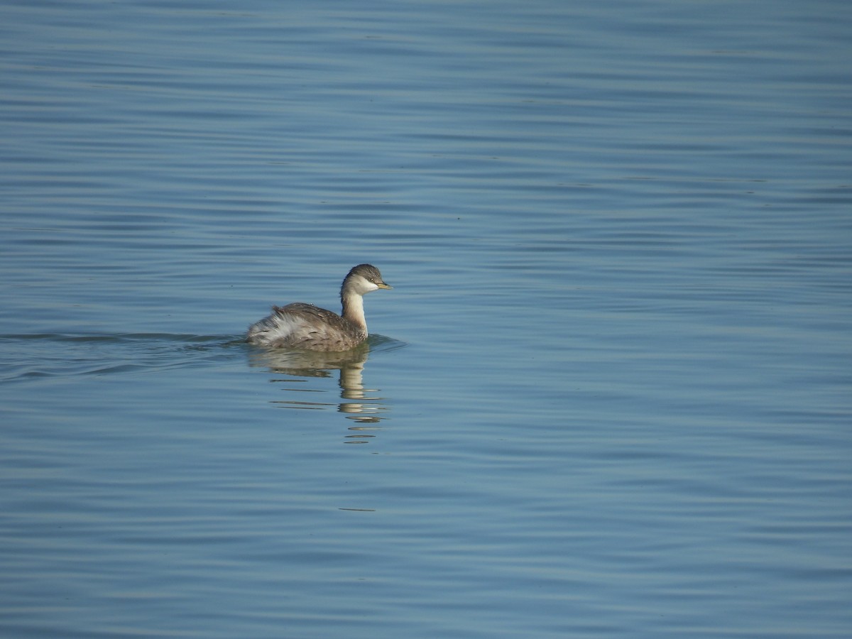Hoary-headed Grebe - ML633582131
