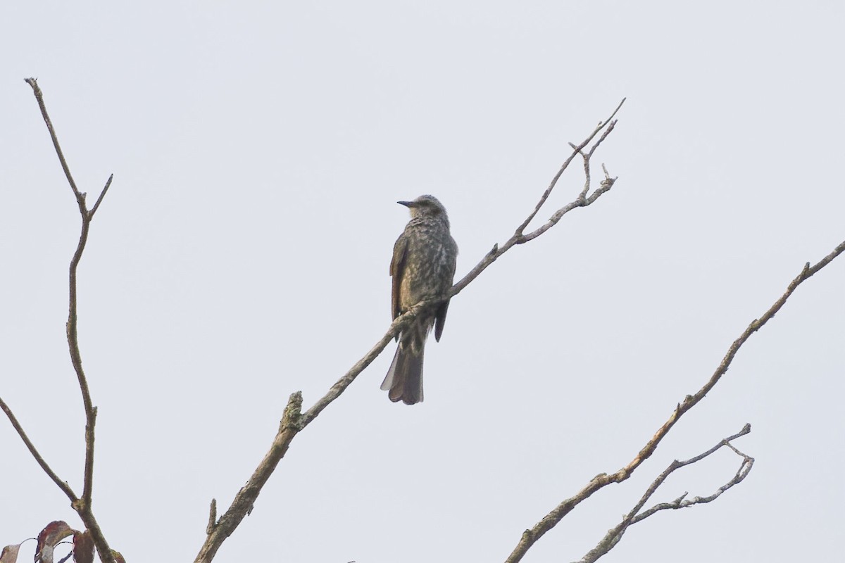 Bulbul à oreillons bruns - ML633582170