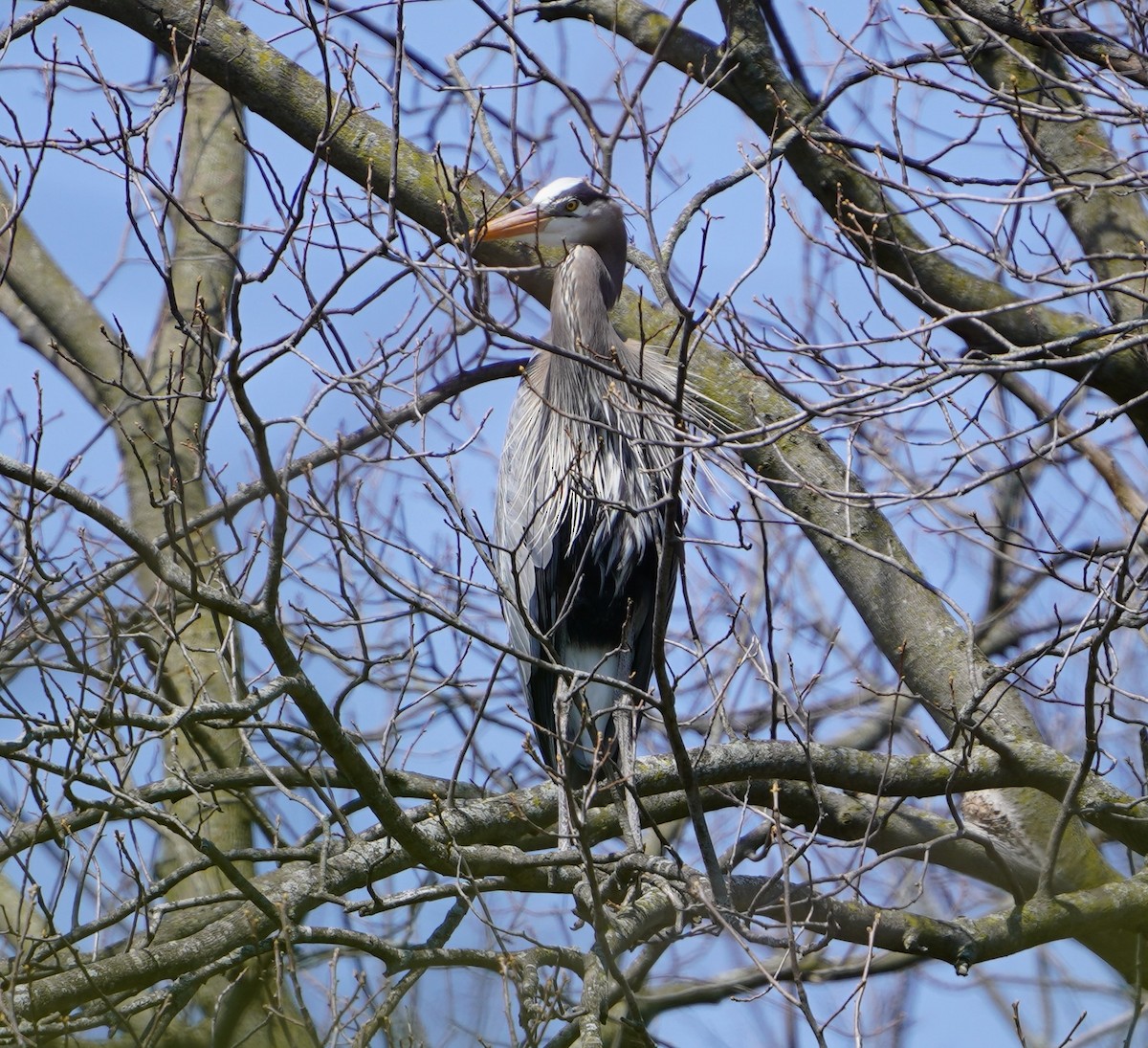 Great Blue Heron - ML633582234