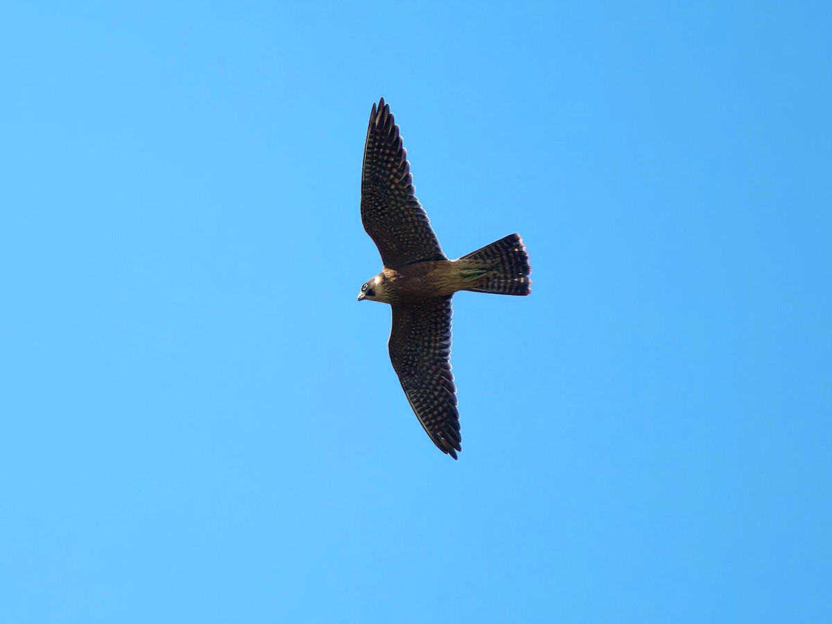 Australian Hobby - ML633582249