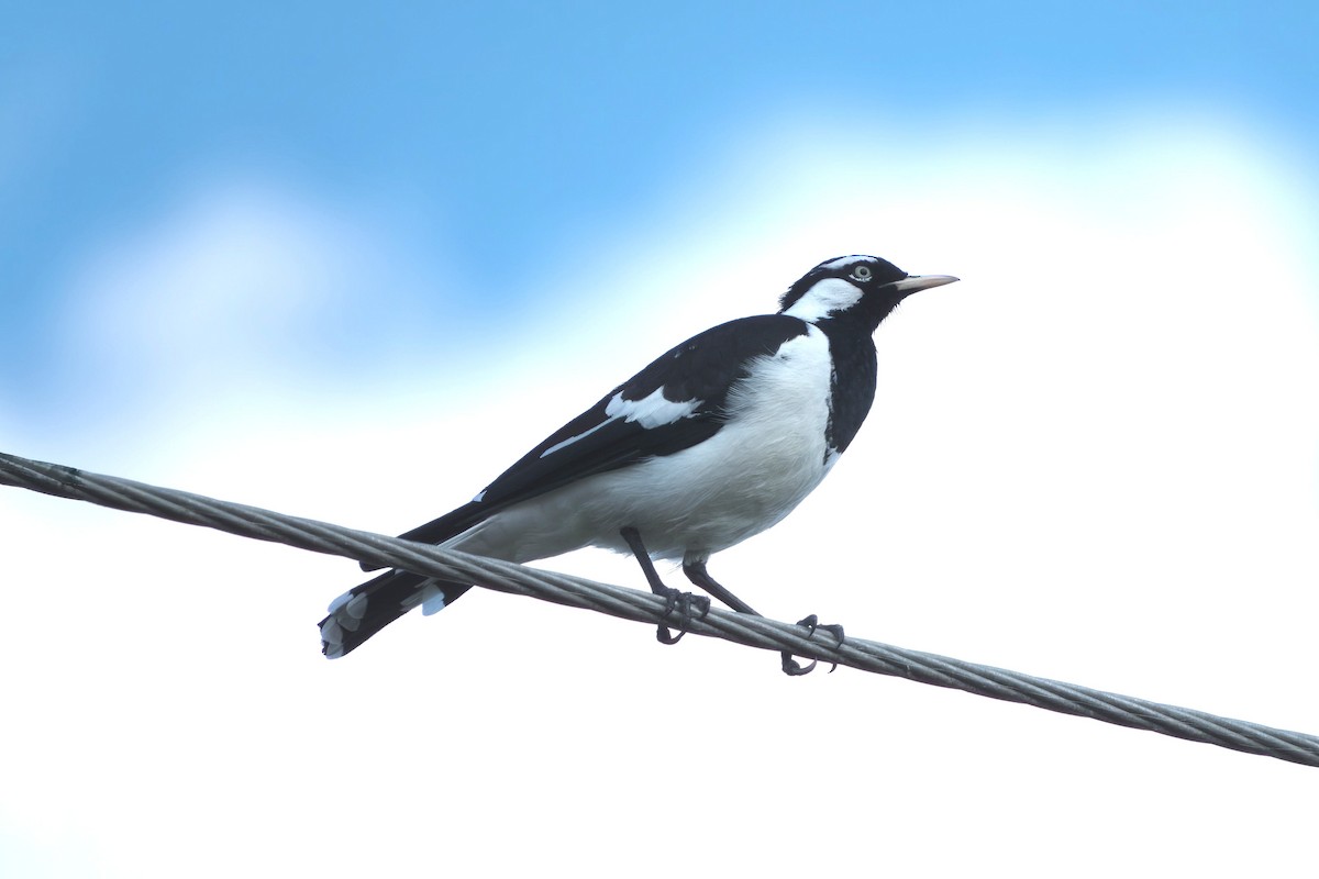 Magpie-lark - ML633582251