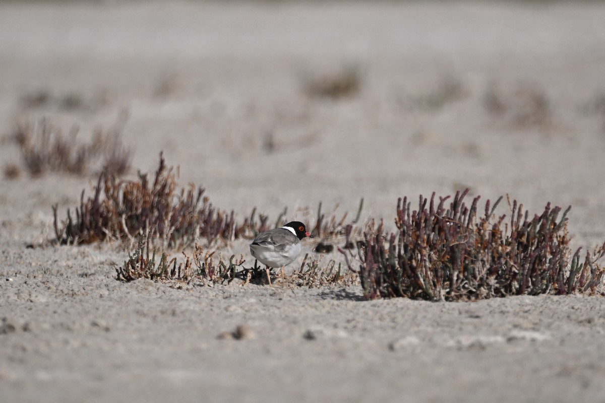 Hooded Plover - ML633582257