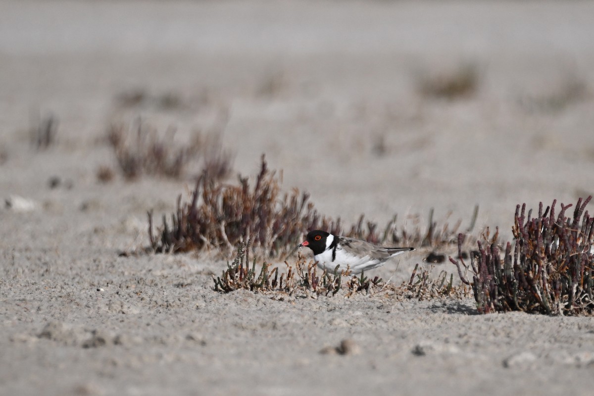 Hooded Plover - ML633582260