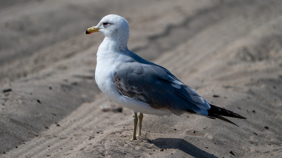 California Gull - Javier Cotin