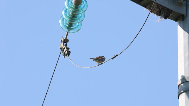 Spanish Sparrow - ML633582489