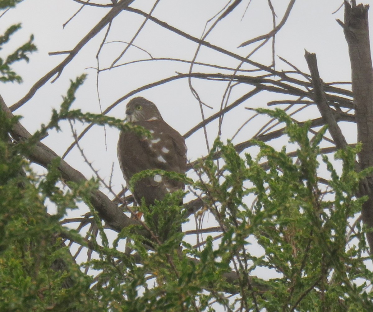 Collared Sparrowhawk - Neville Hunter