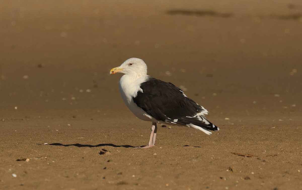 Great Black-backed Gull - ML633582602