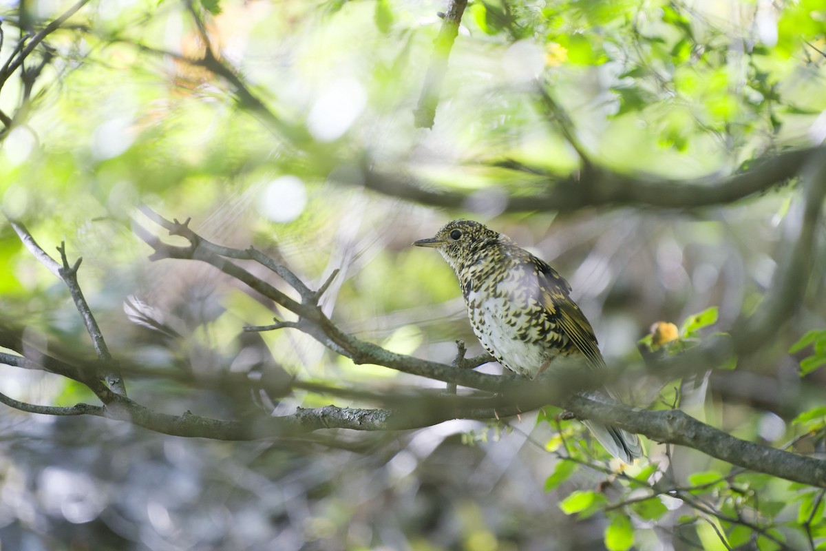 White's Thrush - ML633582670