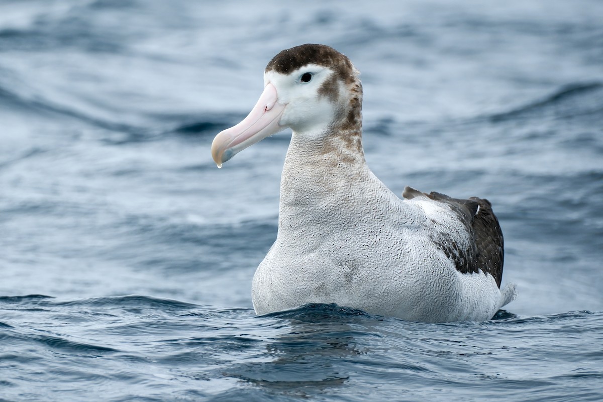 Antipodean Albatross (New Zealand) - ML633582712