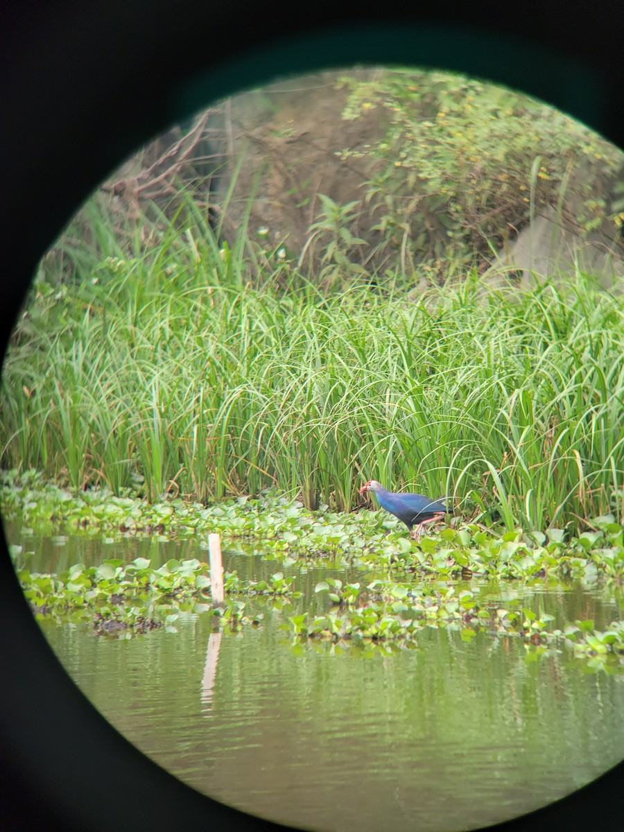 Gray-headed Swamphen - ML633582773