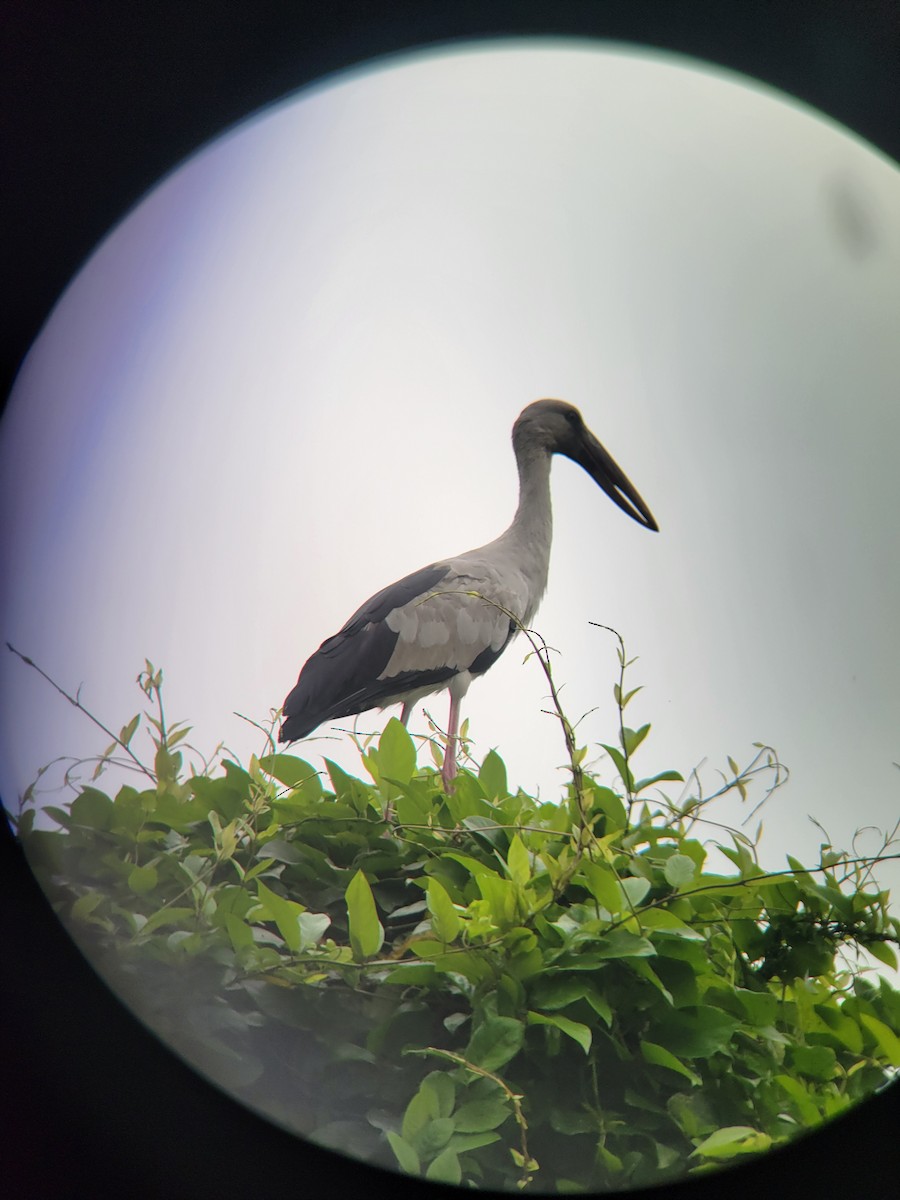 Asian Openbill - ML633582787