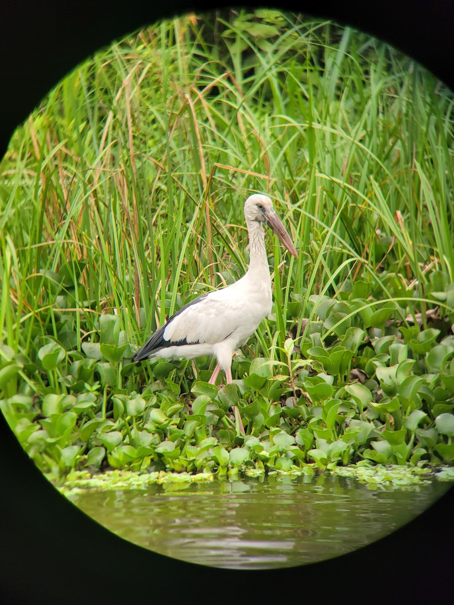 Asian Openbill - ML633582788