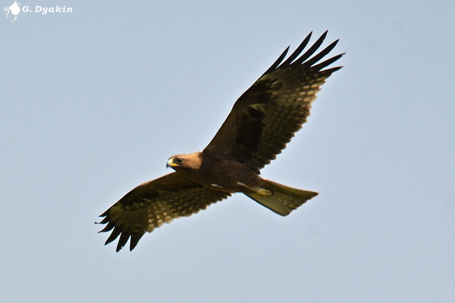 Booted Eagle - ML633583095