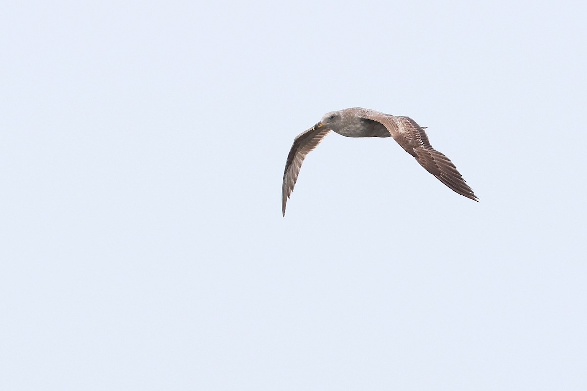 Western Gull - ML633583112