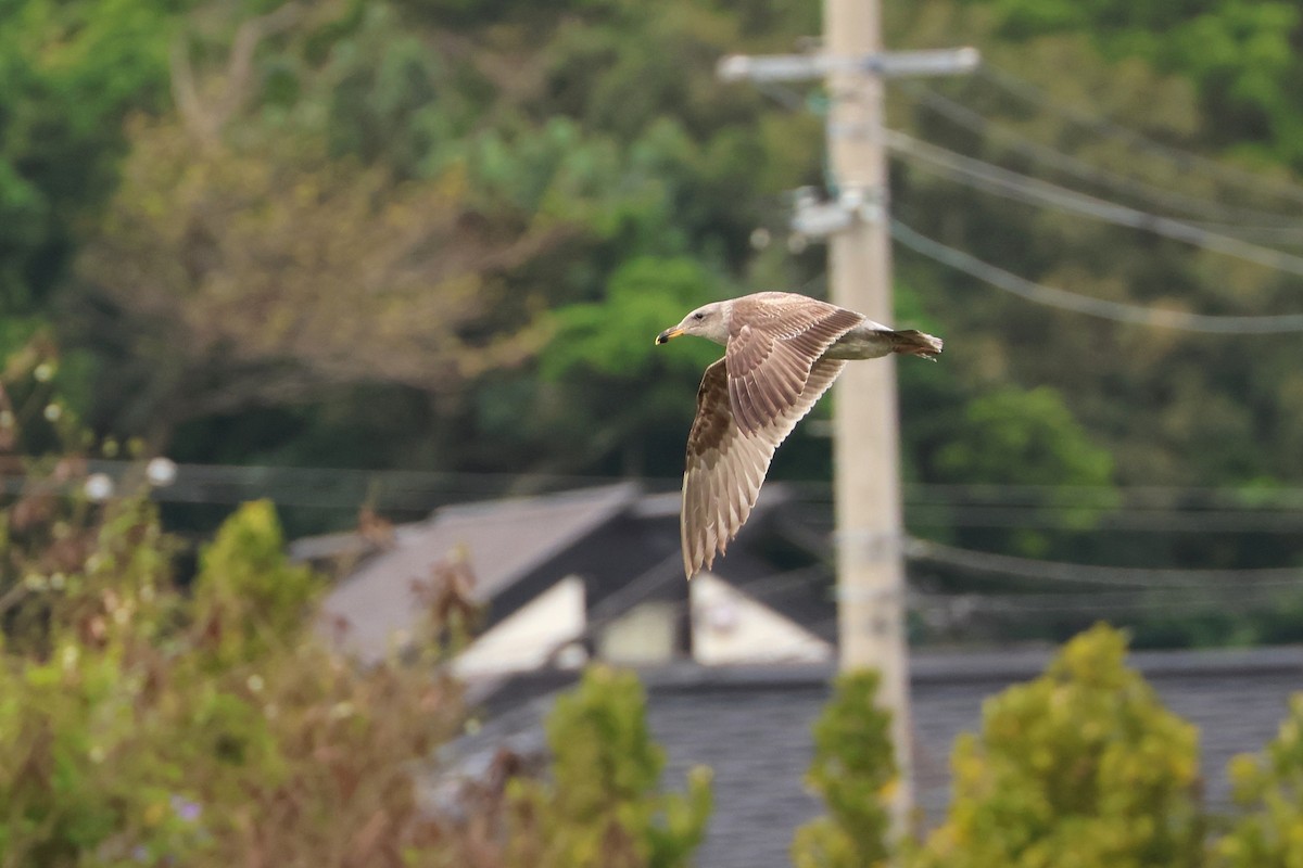 Western Gull - ML633583113