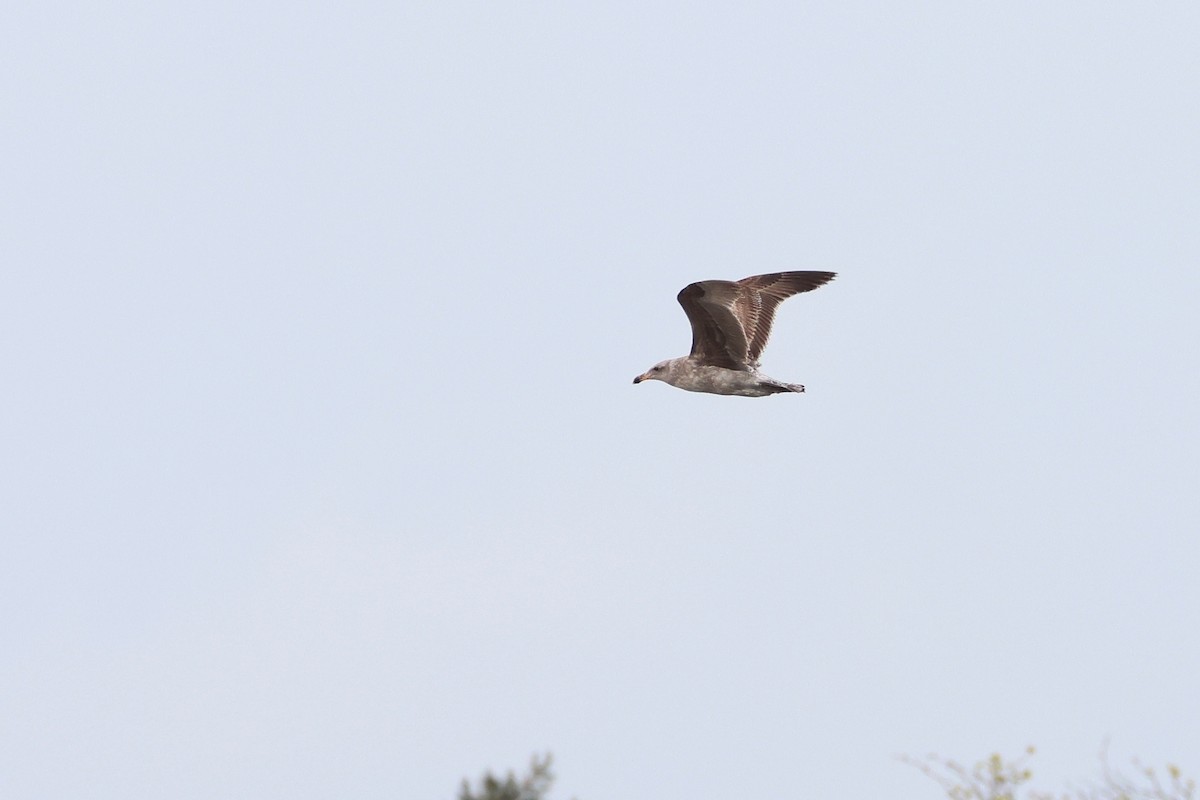 Western Gull - ML633583114