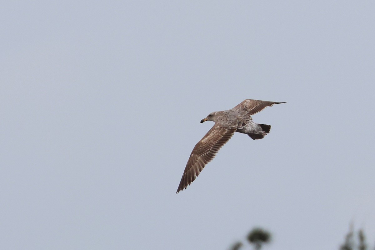 Western Gull - ML633583115