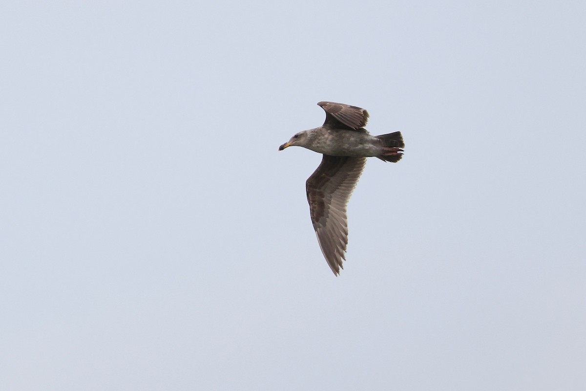Western Gull - ML633583118