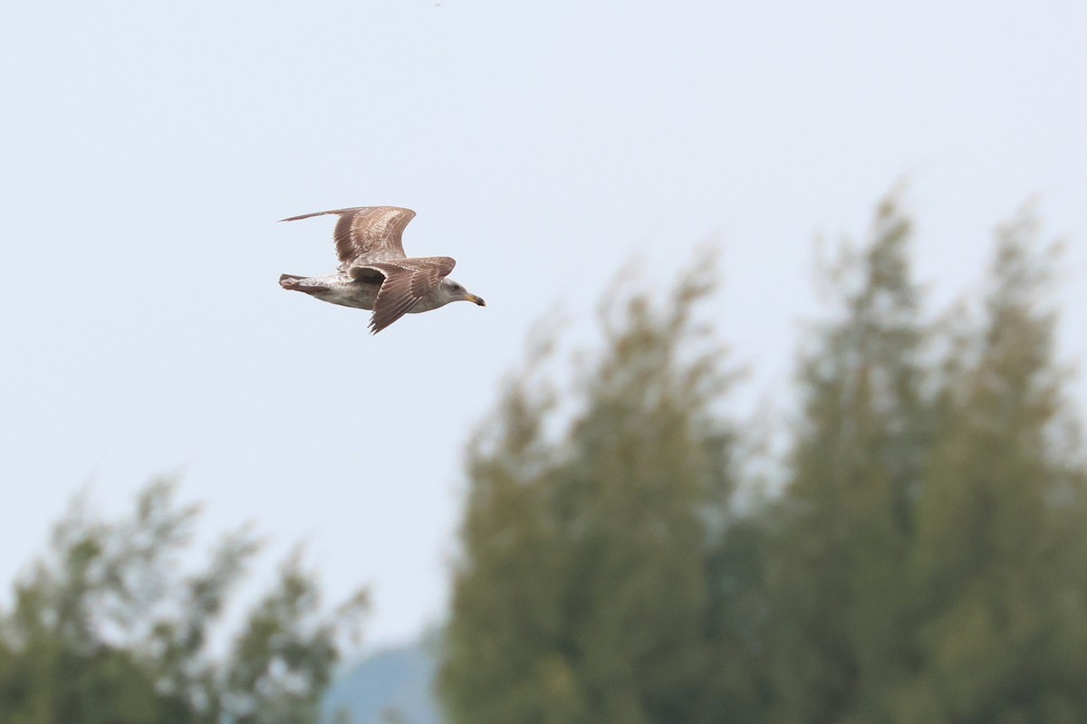Western Gull - ML633583119