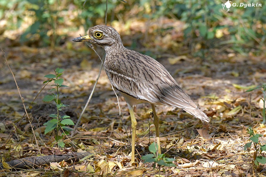 Indientriel - ML633583257