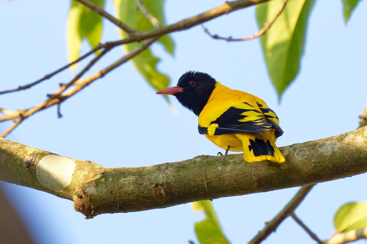 Black-hooded Oriole - ML633583262