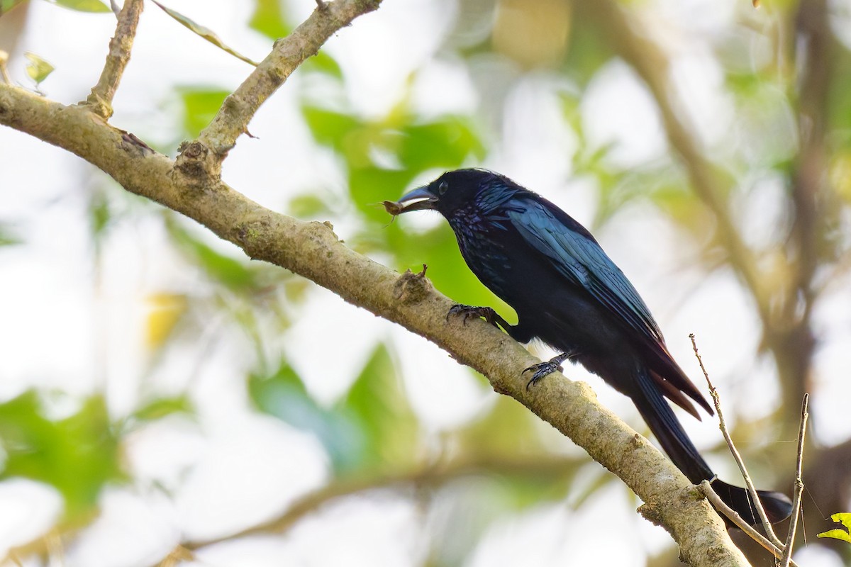 Hair-crested Drongo - ML633583268