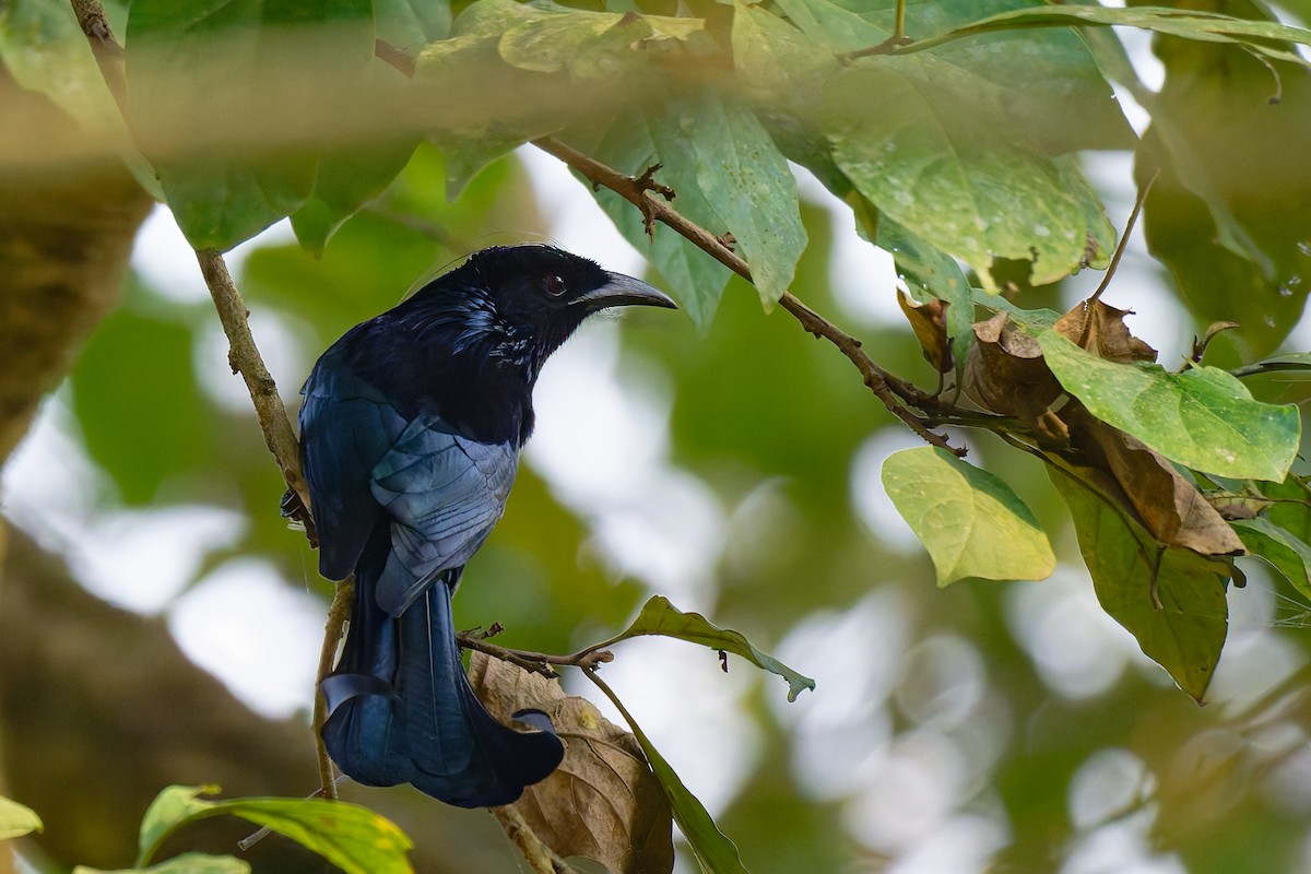 Hair-crested Drongo - ML633583269