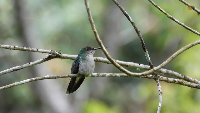 White-vented Plumeleteer - ML633583376