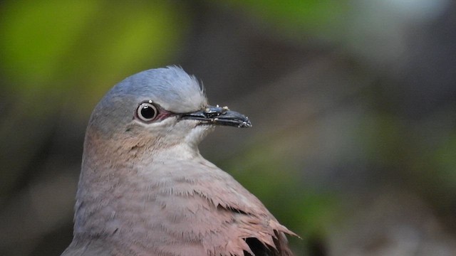 Tolima Dove - ML633583425