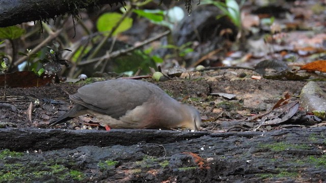 Tolima Dove - ML633583427