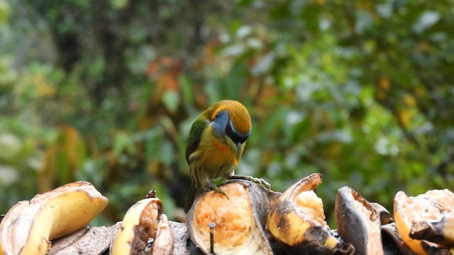 Red-headed Barbet - ML633583444