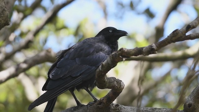 Australian Raven - ML633583449