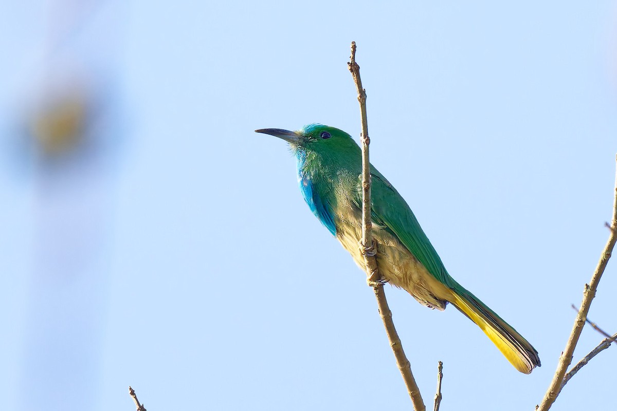 Blue-bearded Bee-eater - ML633583462