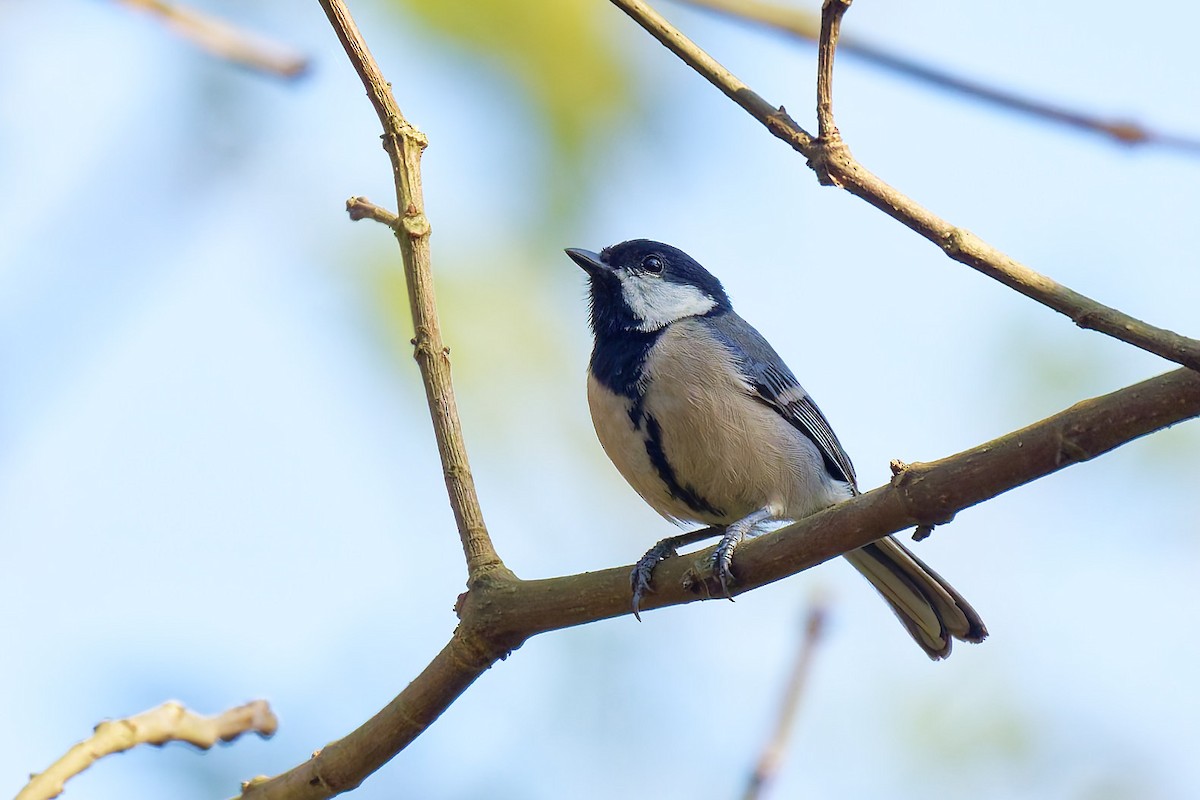 Asian Tit (Cinereous) - ML633583463
