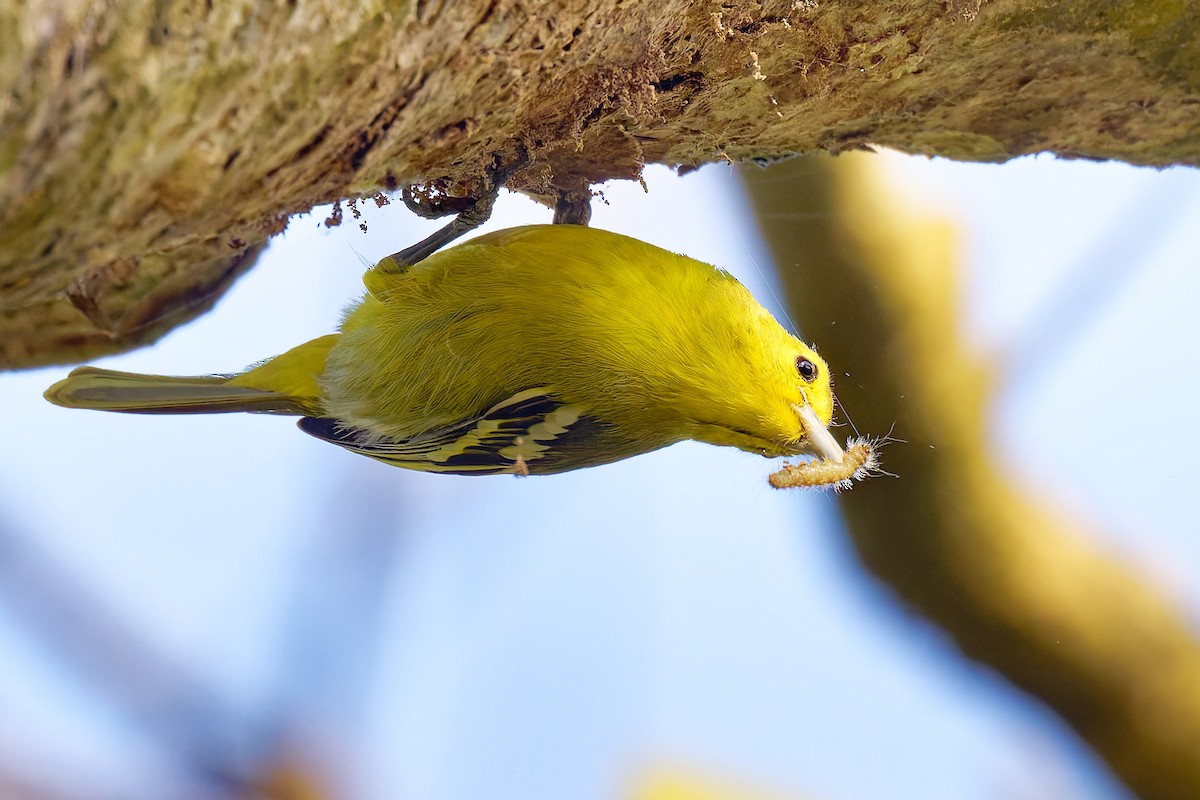 Common Iora - ML633583464