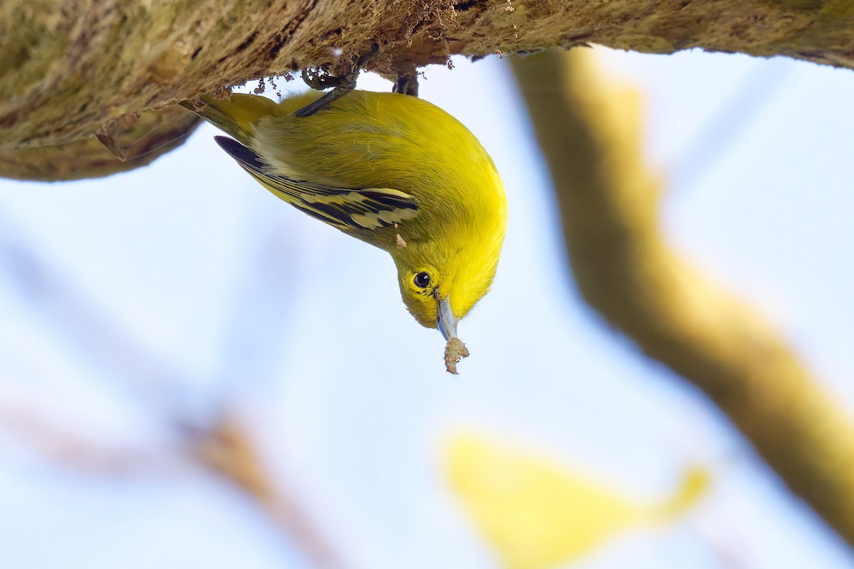 Common Iora - ML633583465