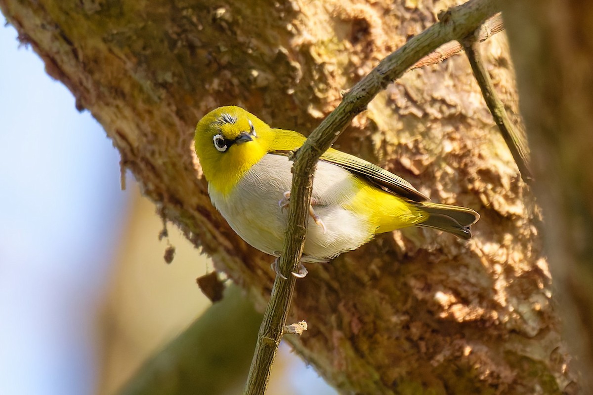 Indian White-eye - ML633583468