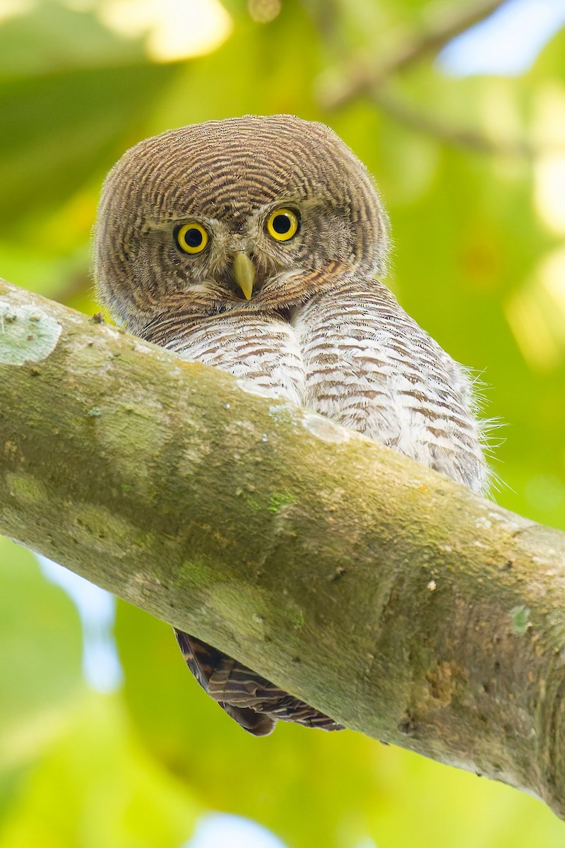 Jungle Owlet - ML633583469