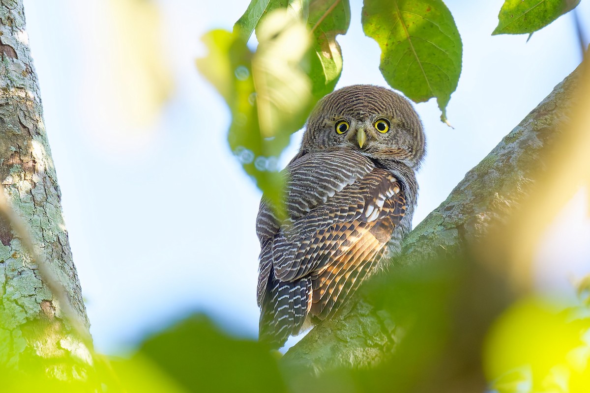 Jungle Owlet - ML633583470