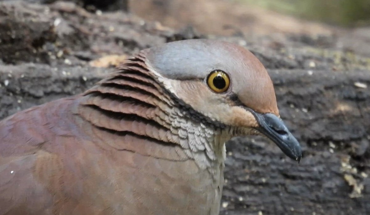 Lined Quail-Dove - ML633583485