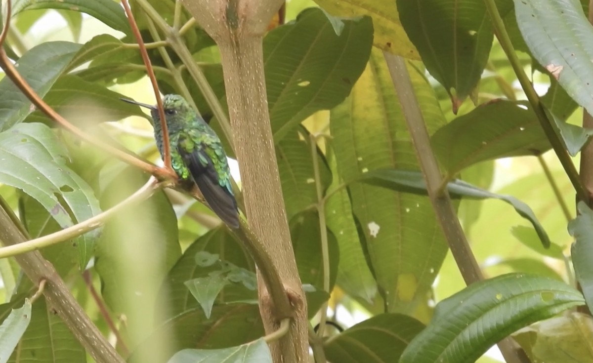 Short-tailed Emerald - ML633583496