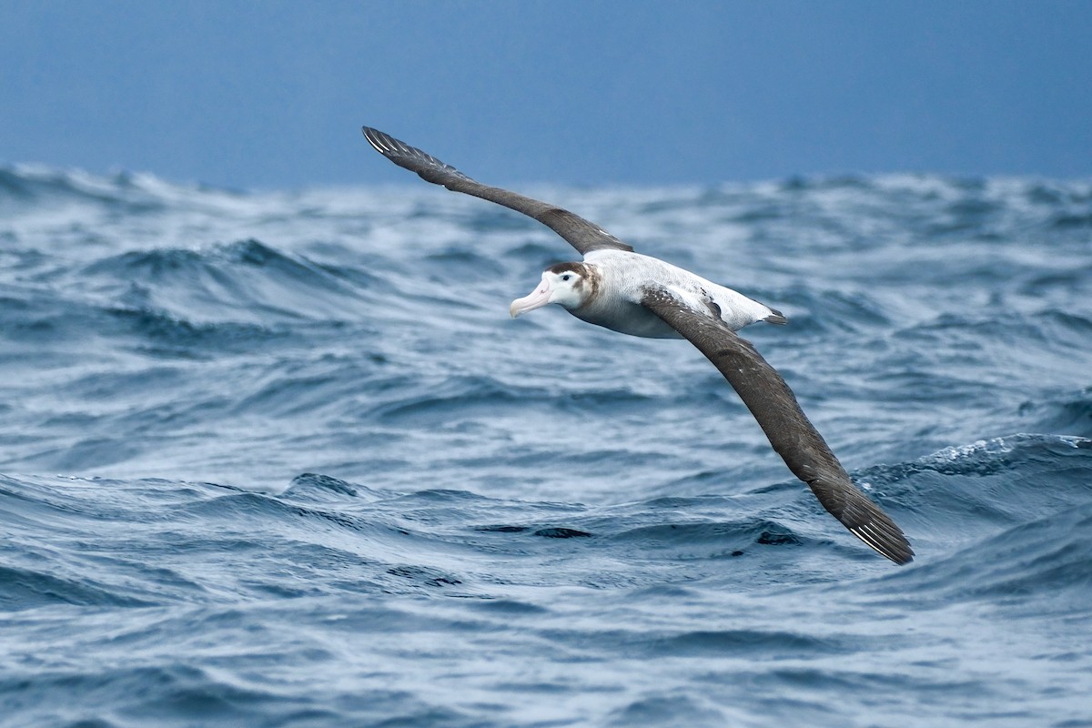 Antipodean Albatross (New Zealand) - ML633583500