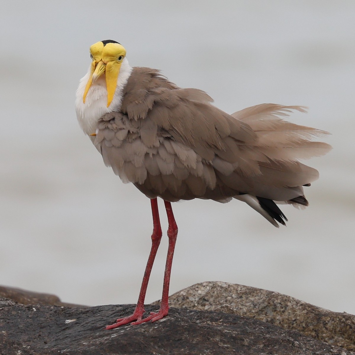 Masked Lapwing - ML633583677