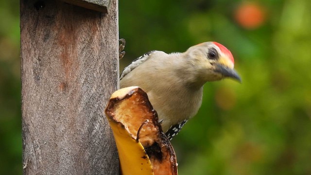 Red-crowned Woodpecker - ML633583706