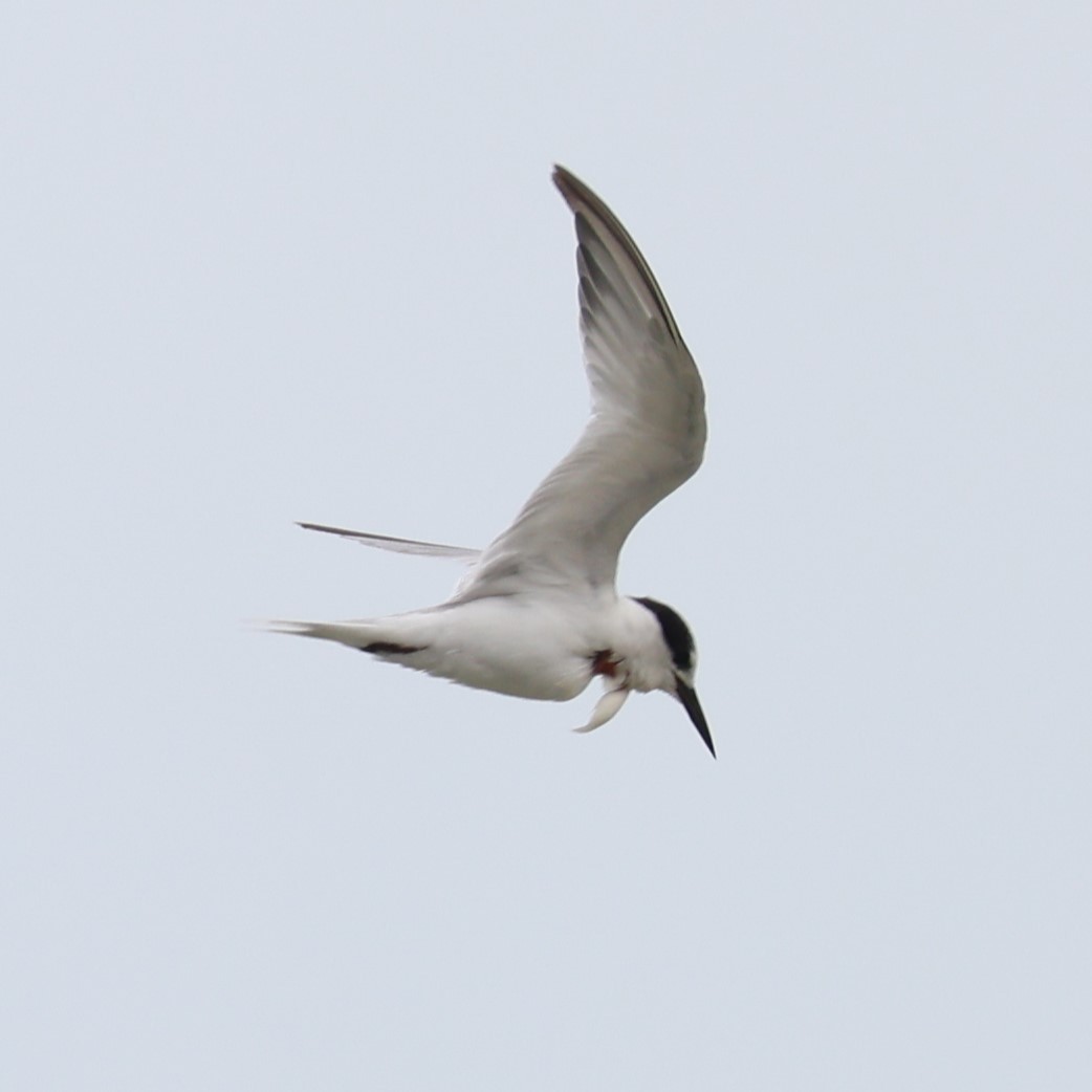 Little Tern - ML633583745