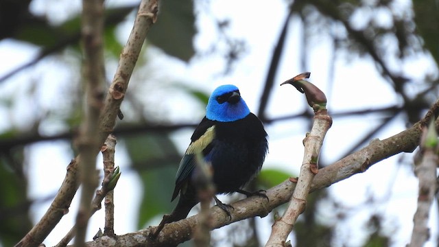 Blue-necked Tanager - ML633583801