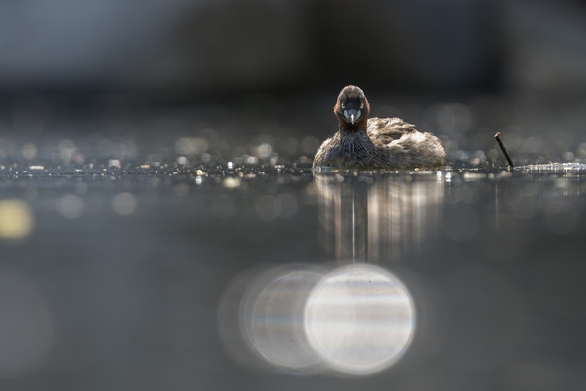 Little Grebe - ML633583842