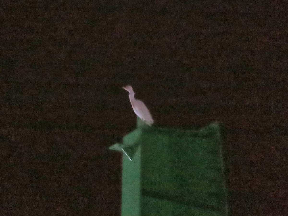 volavka rusohlavá - ML633583861